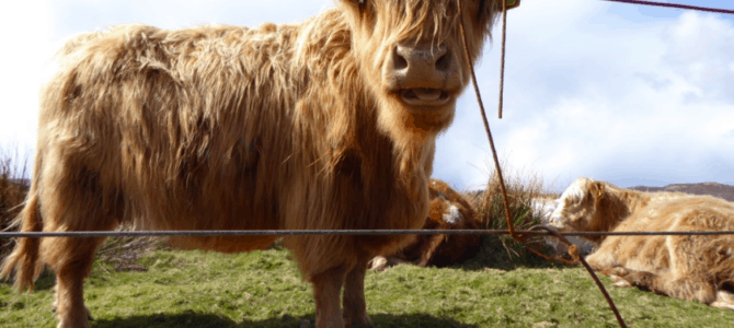 Roadtrip i Skotland – fra Edinburgh til Isle of Skye Roadtrip i Skotland – fra Edinburgh til Isle of Skye